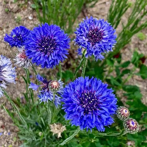 Cornflower Seeds - Mountain Top Seed Bank