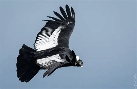 Andean Condor - Description, Habitat, Image, Diet, and Interesting Facts