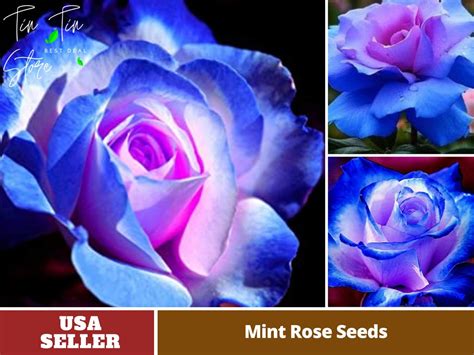 Blues Blue Rose Seeds Perennial authentic Seeds-flowers organic. Non ...