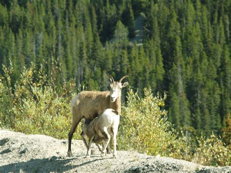 wildlife Rocky Mountains