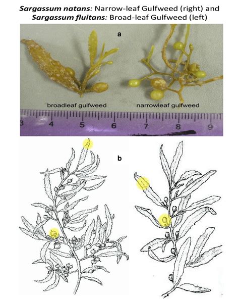 Sargassum Diagram