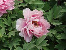 Peony - Wikipedia