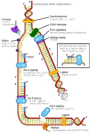 DNA Replication Enzymes & Order | What Enzymes are Used in DNA Replication? - Video & Lesson ...