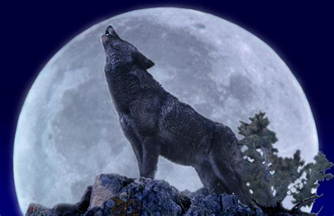 Full Moon Tonight: Meaning Behind the Wolf Moon—The First Full Moon of ...