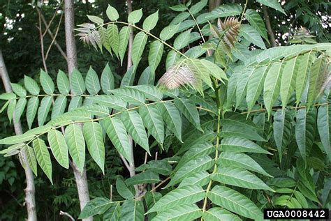 tree of heaven, Invasive Plants of the Eastern United States