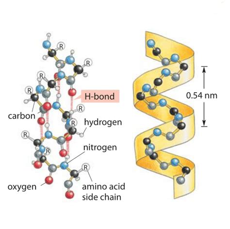 IIT JEE Proteins - JEE Alpha Helix Structure of Protein Study Material