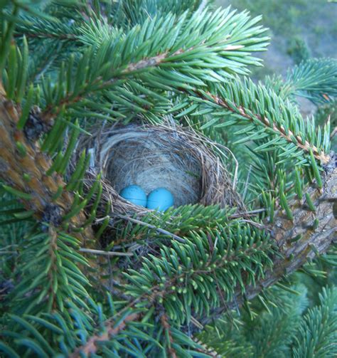 Ronna's Blog: Chipping Sparrow Nest