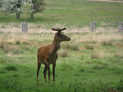 Photographs — Richmond Park — Deer — 20 May 2016 — 11 — wasaweb.net