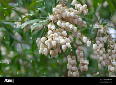 Andromeda japonica hi-res stock photography and images - Alamy