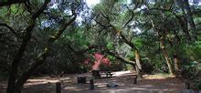 Henry Cowell Redwoods State Park - Campsite Photos and Camping Information