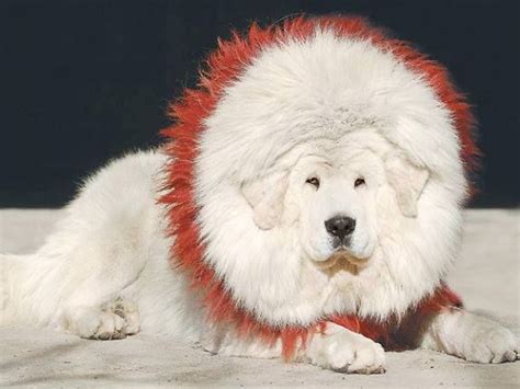 Tibetan Mastiff Lion | White Tibetan Mastiff Pictures - Biggest Dog Breed - Looks Like Lion ...