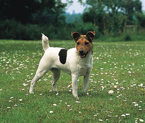 Jack Russell Terrier vs Fox Terrier (Smooth) - Breed Comparison