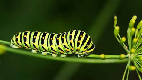 10 Types of Green Caterpillars with Pictures and Identification - A-Z Animals