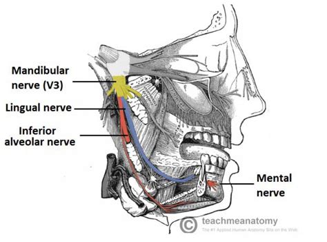 The Trigeminal Nerve (CN V) - Course - Divisions - TeachMeAnatomy