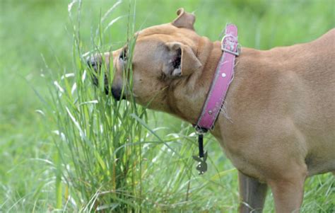 Your Dog | Why does my dog eat grass? | Dog Health and Care | Dog Care ...