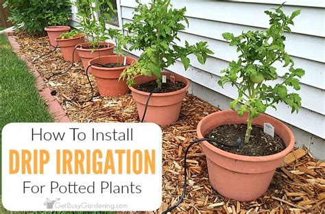 How To Build DIY Drip Irrigation System For Potted Plants | Gardenoid