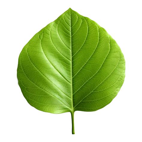 AI generated Green Leaf on Transparent background - Ai Generated ...