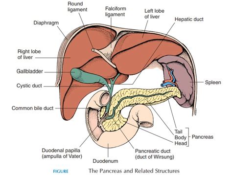 Gallbladder - Structure and Function of Digestive System