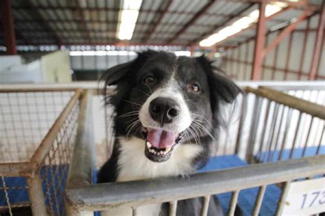 6 Easy Ways to Help Your Local Animal Shelter - The Dogington Post