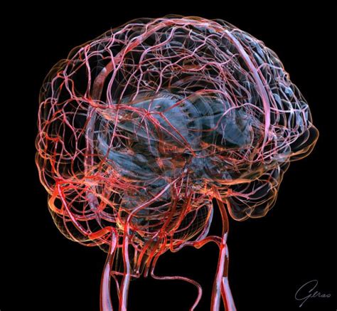 Blood Vessels of the Brain - Geras Healthcare Productions