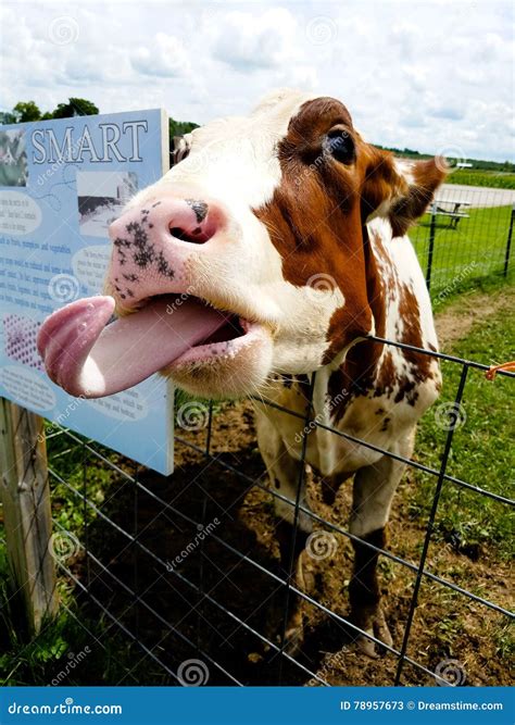 Funny Cow stock image. Image of tongue, local, funny - 78957673