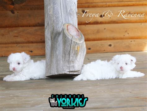 Platinum Yorkies! www.ColorfulYorkies.com | Yorkie, Puppies for sale, Beautiful dogs