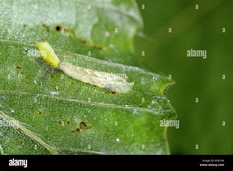 Hoverfly larvae hi-res stock photography and images - Alamy