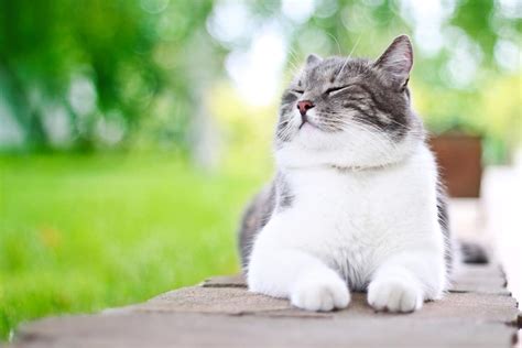 Can Cats Smile? 5 Vet-Approved Ways to Tell if Your Cat is Happy - Catster