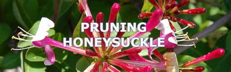 Pruning Honeysuckle | Pyracantha.co.uk