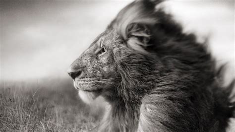 Download Portrait Of A Lion In Black And White HD wallpaper for ...