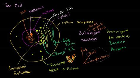 khan academy biology class 12 - Lavelle Morse