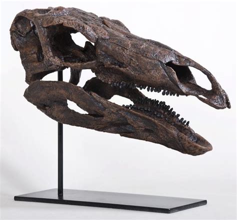 Stegosaurus armatus SARAH Skull – Display Replica – Black Hills Institute