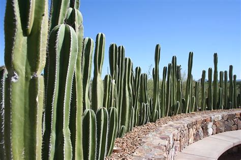 Cactus Wall | Tohono Chul Park. Tucson, Arizona. | Lars Hammar | Flickr