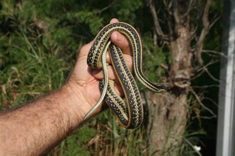 Texas Garter Snake - Goliad Farms