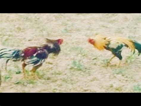 top quality🥰#fighter 🐓heavyweight 🥰murga 🥰#aseelmurga 🔥#trending #shamo #murga #youtube #rooster ...