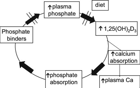 The need for phosphate binders | Download Scientific Diagram