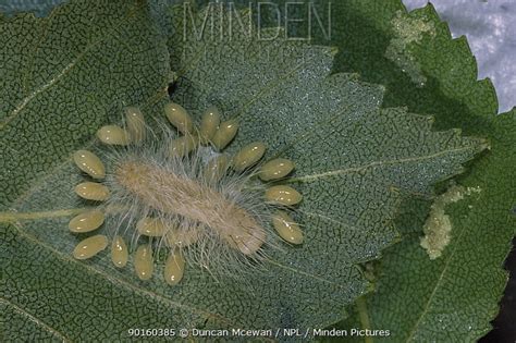 Miller Moth stock photo - Minden Pictures