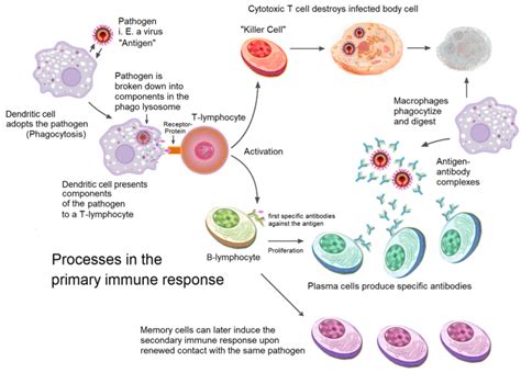 Decrease in Antibodies Against SARS-CoV-2 Over Time and Current Role of ...