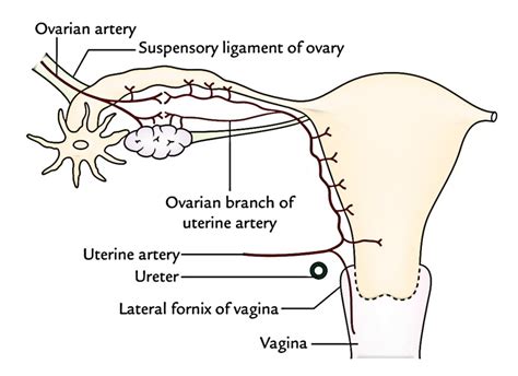 Uterus Anatomy Diagram Side