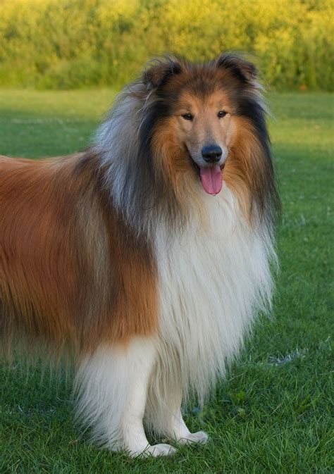 Lassie.jpg – The Adventures of Auntie Awesome