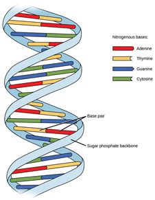 DNA - Mrs. Musto 7th Grade Life Science