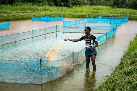 How To Start A Fish Farming Business In Nigeria; All The Requirements And Plans - WiredBugs