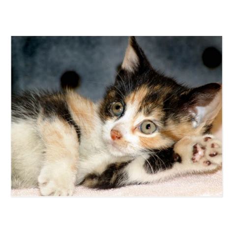 American Shorthair Calico Shelter Kitten Postcards | Zazzle