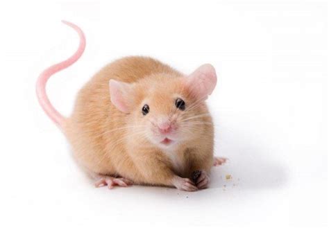 Health Problems in Pet Mice | PetHelpful