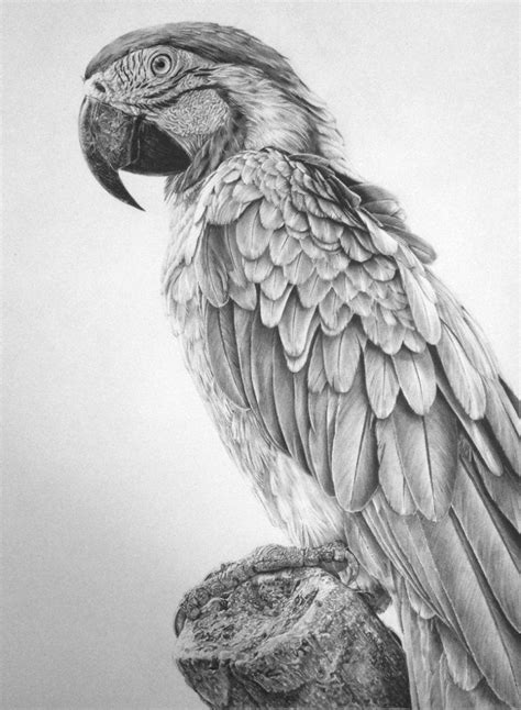 Top 10 Best Pencil Artists in the World – TopTeny.com Magazine Pencil Drawings Of Animals ...