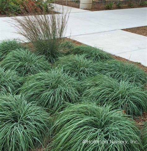 In sun or part shade, this Carex forms an attractive, low-growing ground cover. Its narrow, blue ...