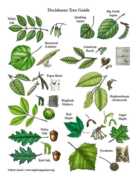 Deciduous Tree Guide Mini-Poster