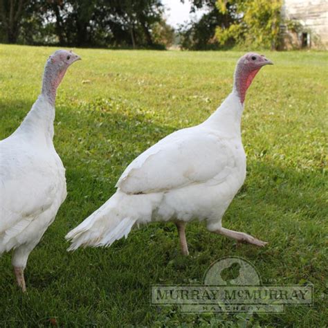 McMurray Broad Breasted Giant White Turkey – acorncreekfarmstead.com