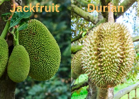 Jackfruit vs Durian: Similarities and Differences - The Roaming Fork