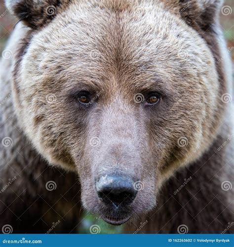 Beautiful Close Up Portrait of the Brown Bear Stock Photo - Image of ...